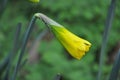 Narcissus buds in nature in spring.Close-up of yellow daffodil buds. Natural background. Spring concept Royalty Free Stock Photo