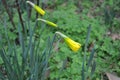 Narcissus buds in nature in spring.Close-up of yellow daffodil buds. Natural background. Spring concept Royalty Free Stock Photo