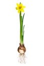 Narcissus with bulb and roots isolated on white Royalty Free Stock Photo
