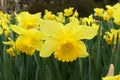 Narcissus `Carlton` Amaryllidaceae. Yellow narcissus
