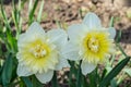 Narcissus close up