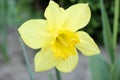 Narcissus close up, yellow daffodil national flower of  Wales Stock photo Royalty Free Stock Photo