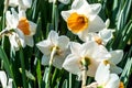 Narcissus flowers in Spring Royalty Free Stock Photo