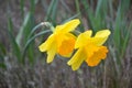 Narcissus - common name Daffodil Royalty Free Stock Photo