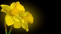 Narcissus, couple yellow Daffodil flowers isolated on black background, close up. Beautiful Spring Easter daffodils Royalty Free Stock Photo