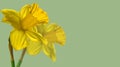 Narcissus, couple yellow Daffodil flowers isolated on green background, close up Royalty Free Stock Photo