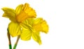 Narcissus, couple yellow Daffodil flowers isolated on white background, close up Royalty Free Stock Photo