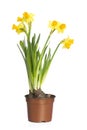 Narcissus (Daffodil) Royalty Free Stock Photo