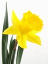 Narcissus Daffodil Royalty Free Stock Photo