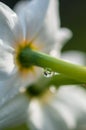 Narcissus daffodil blured white flower on sunshine photographed from behind. rain drops on the green stalk of the plant