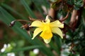 Narcissus or Daffodil bright yellow blooming flower covered with raindrops growing over rose plant leaves and dry rosebuds