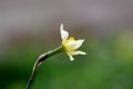 Narcissus or Daffodil perennial herbaceous bulbiferous geophytes plant with white flower starting to open planted in local garden