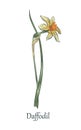 Narcissus. Daffodil flower with leaves.