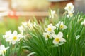 Narcissus - daffodil flowers, selective focus. Greeting card concept, banner or background Royalty Free Stock Photo