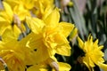 Narcissus, Daffodil Golden Ducat Narcissus, Amarylli daeceae, flowers in spring Royalty Free Stock Photo