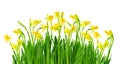 Narcissus and daffodil isolated