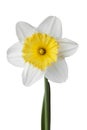 Narcissus, daffodil, jonquil isolated on white background