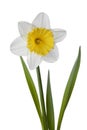 Narcissus, daffodil, jonquil isolated on white background Royalty Free Stock Photo