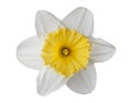 Narcissus, daffodil, jonquil isolated on white background