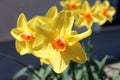 Narcissus or Daffodil perennial herbaceous bulbiferous geophyte plants with bright yellow flowers planted in local garden