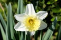 Narcissus or Daffodil perennial plant with blooming white flower with yellow center and elongated leaves in home garden Royalty Free Stock Photo