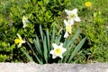 Narcissus or Daffodil plants with blooming white flowers with bright yellow center growing behind old concrete wall Royalty Free Stock Photo