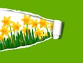 Narcissus and daffodil spring flower background