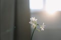 narcissus, daffodil spring flowers on the table on a sunny background.