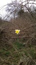 Narcissus (Daffodil) Surrounded By Brambles. Diamond In The Rough