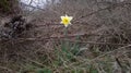 Narcissus (Daffodil) surrounded by Brambles. Diamond in the Rough