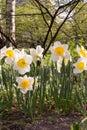 Narcissus, Daffodil.variety of daffodils  Sound. Amarylli daeceae.  flowers in spring Royalty Free Stock Photo