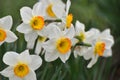 Narcissus daffodils bloom in the flowerbed