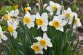 Narcissus daffodils bloom in the flowerbed Royalty Free Stock Photo