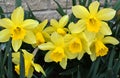 Narcissus (daffodils) bloom in the flowerbed Royalty Free Stock Photo