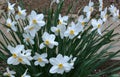 Narcissus (daffodils) bloom in the flowerbed Royalty Free Stock Photo