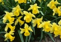 Narcissus (daffodils) bloom in the flowerbed Royalty Free Stock Photo