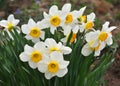 Narcissus (daffodils) bloom in the flowerbed Royalty Free Stock Photo