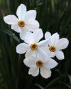 Narcissus (daffodils) bloom in the flowerbed Royalty Free Stock Photo