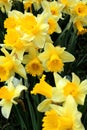 Narcissus (daffodils) bloom in the flowerbed Royalty Free Stock Photo