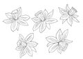 Narcissus or daffodils. Hand drawn vector illustration. Monochrome black and white ink sketch. Line art. Isolated on white Royalty Free Stock Photo