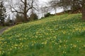 Narcissus or Daffodils at Holehird Gardens near Windermere, Lake District, Cumbria, England, UK Royalty Free Stock Photo