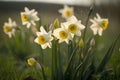 Narcissus. Daffodils. Narcissus poeticus