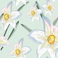 Narcissus daffodils seamless spring floral pattern. Vector Yellow and white illustration.