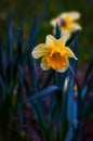 Narcissus daffodils spring time with selective focus Royalty Free Stock Photo