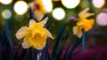 Narcissus daffodils spring time with selective focus Royalty Free Stock Photo