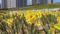 Narcissus daffoldil Blooming in haemaji park,Oryukdo, Busan, South Korea, Asia Royalty Free Stock Photo