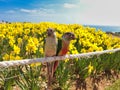 Narcissus daffoldil Blooming in haemaji park,Oryukdo, Busan, South Korea, Asia Royalty Free Stock Photo