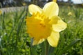 Narcissus `Dutch Master` Royalty Free Stock Photo