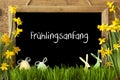 Narcissus, Easter Egg, Bunny, Fruehlingsanfang Means Beginning Of Spring Royalty Free Stock Photo