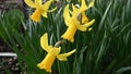 Narcissus February gold lighterns up the coldest days